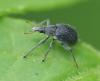 Apioninae inconnu